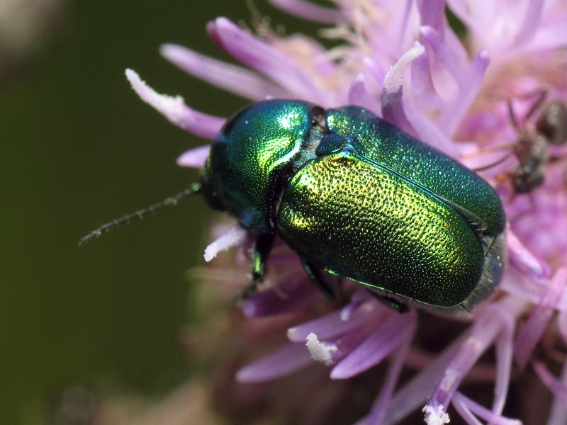 Cryptocephalus (Cryptocephalus) sericeus (Linnaeus, 1758)